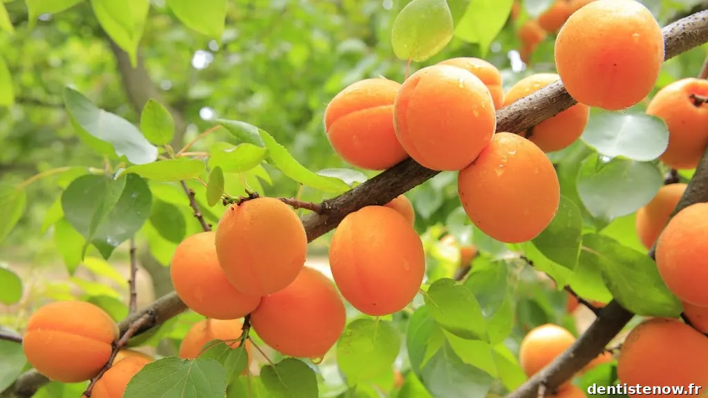 Dentistes - Drs Gabriel Ellouk, Michael Benzakki et Ylan Lellouche